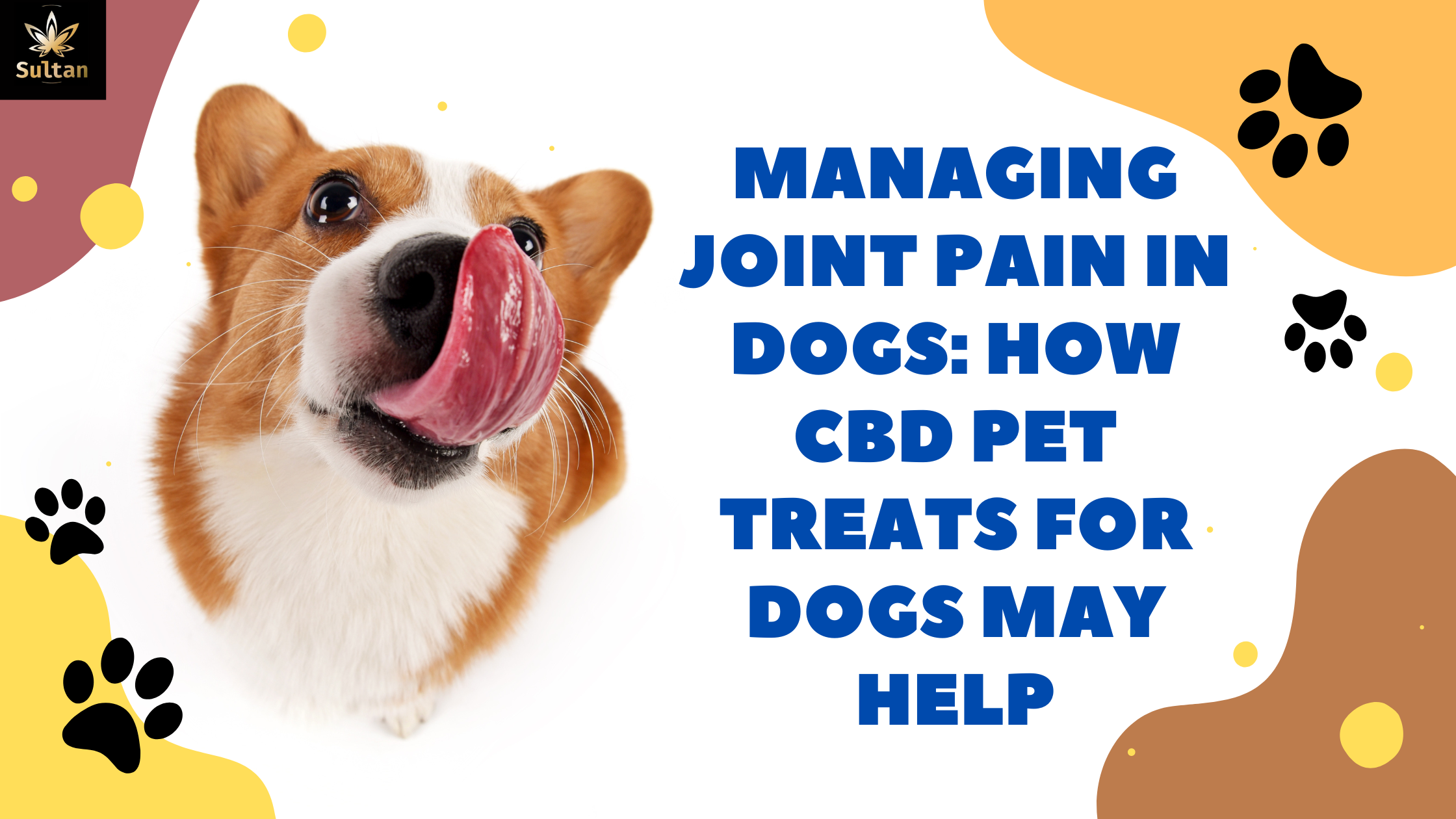 Managing Joint Pain in Dogs How CBD Pet Treats For Dogs May Help Sultan