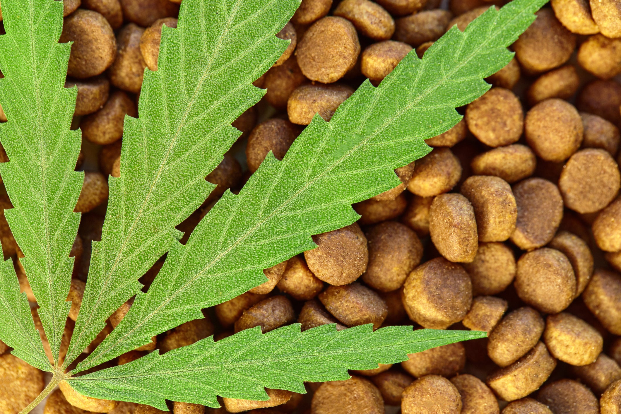 PET TREATS