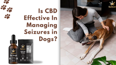 Is CBD Effective In Managing Seizures in Dogs?