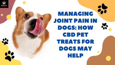 Managing Joint Pain in Dogs: How CBD Pet Treats For Dogs May Help
